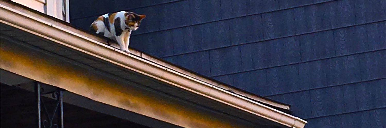 MiloDuhn's profile banner image