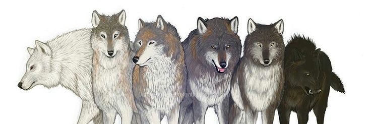 YoungSheWolf's profile banner image
