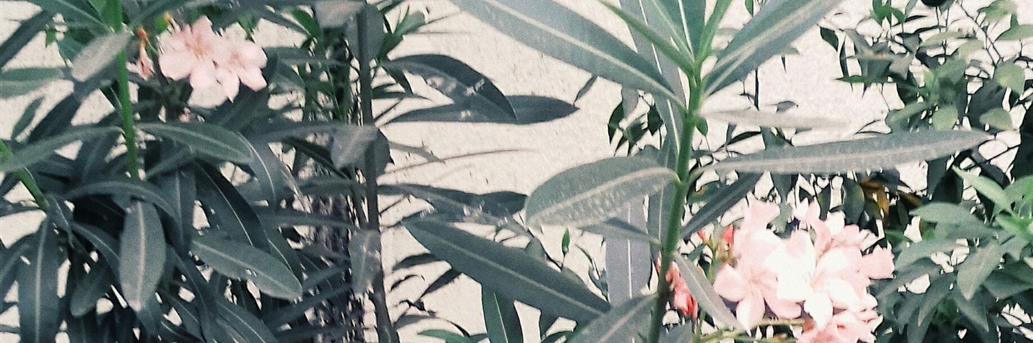 Sof banner
