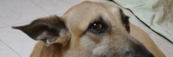 geofroyii's profile banner image