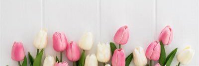 Rachelfiguro's profile banner image