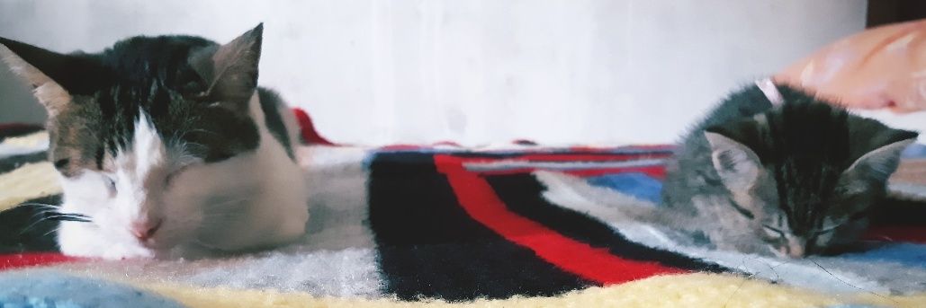 denalvarez's profile banner image
