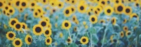 minny_ND's profile banner image