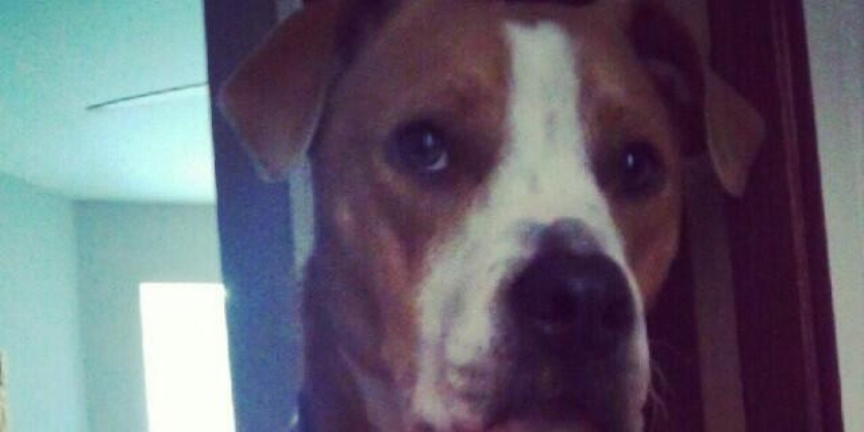 bernies_poodle's profile banner image