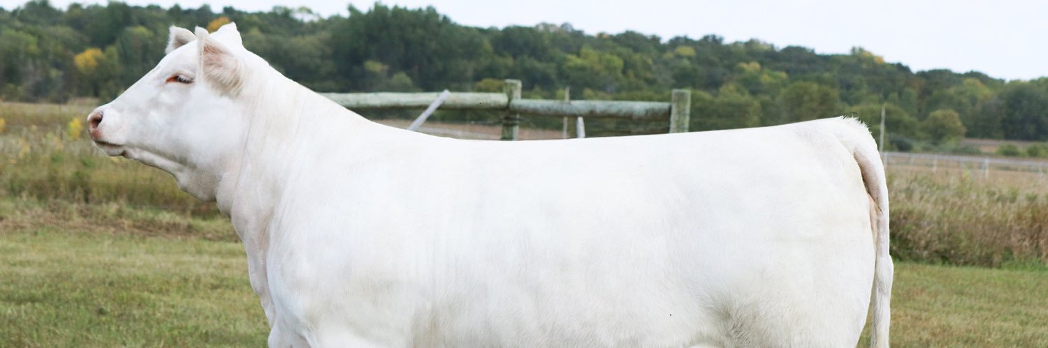 2HCattleCo's profile banner image