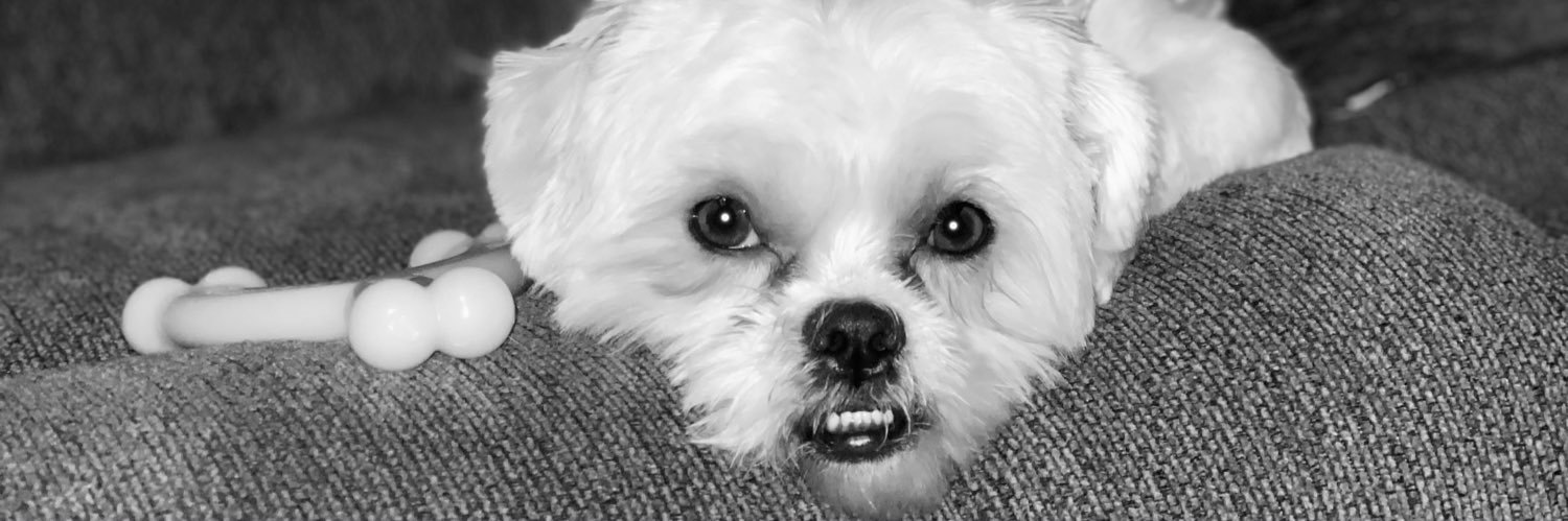 AllisonTwin's profile banner image