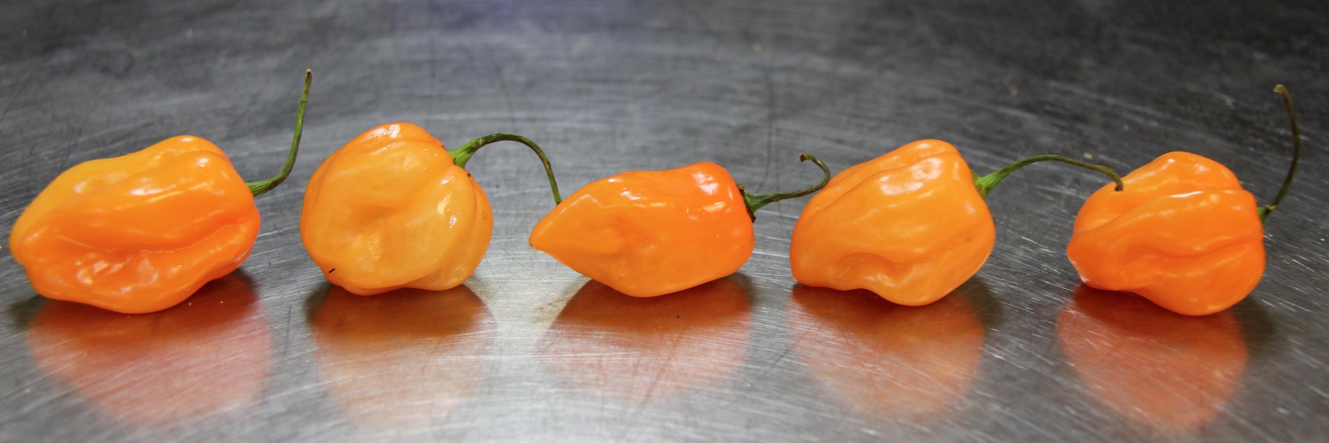 Roasters Hot Sauce banner
