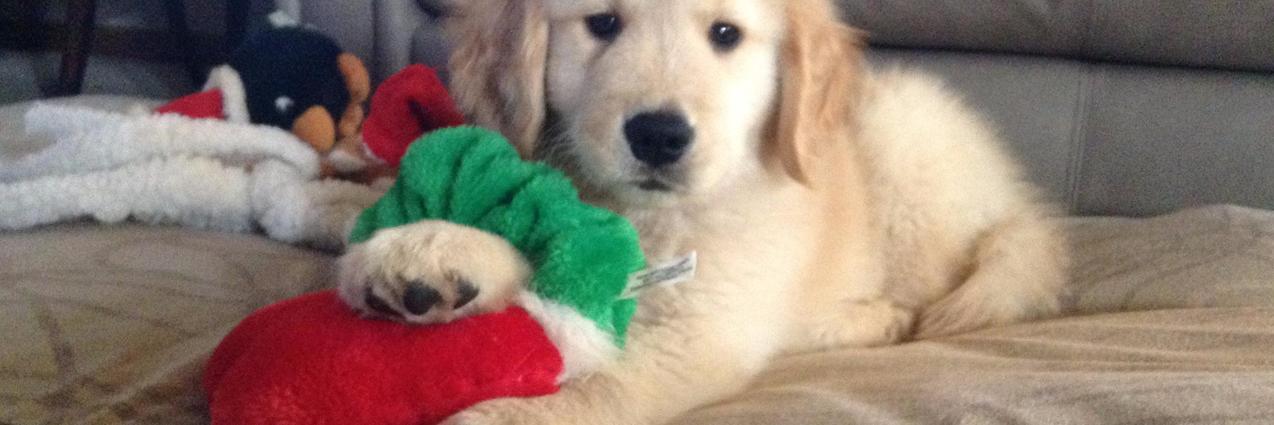 Joe Shlabotnik banner