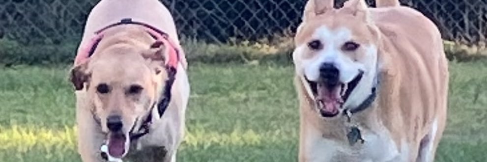 Amie & Corporal Tula banner