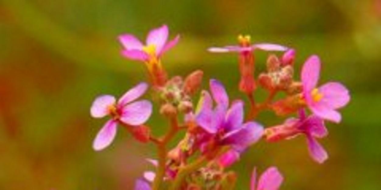 dwiningrum_dwi's profile banner image
