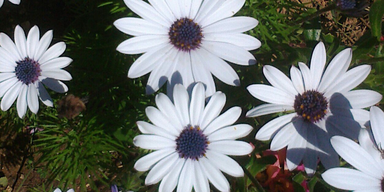 Antonio R. Costa banner