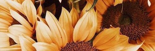 hannahMdams's profile banner image