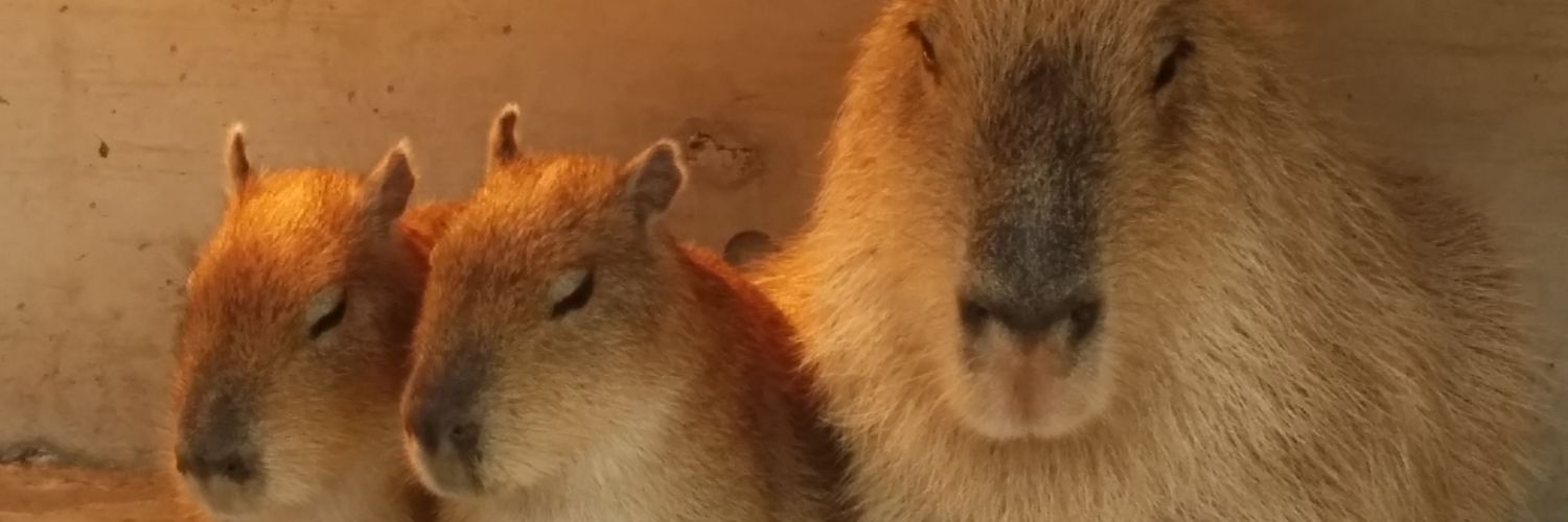 pei_kdr's profile banner image