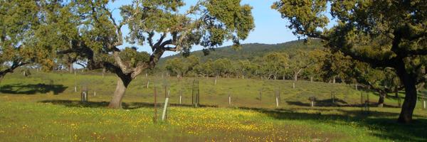 indehesa Profile Banner