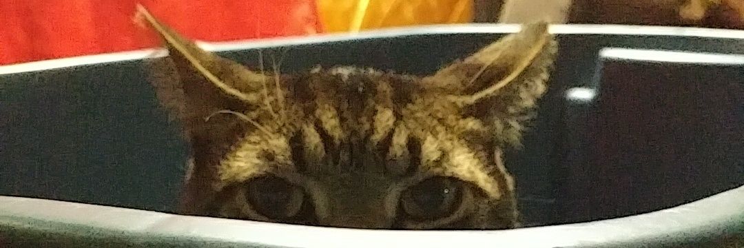 Megan banner