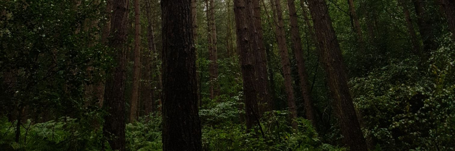 Hannibal_Vector's profile banner image