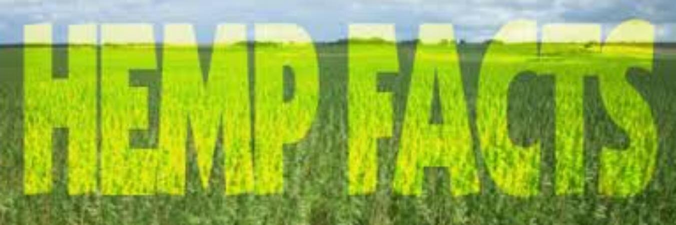 HempOiler's profile banner image
