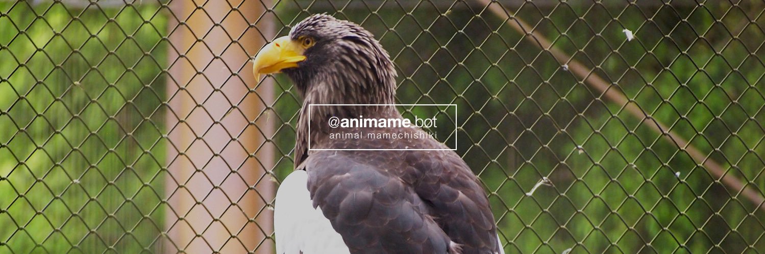 動物豆知識bot banner