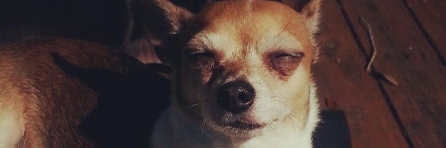JENNBOHEMIAN's profile banner image