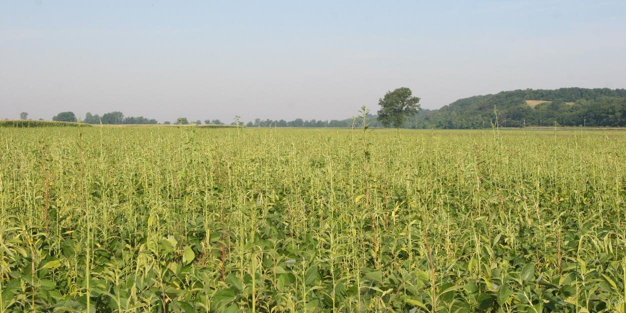 Mizzou Weed Science banner