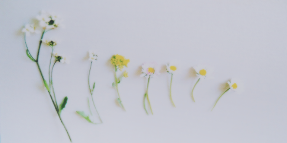 50AlexisRen's profile banner image