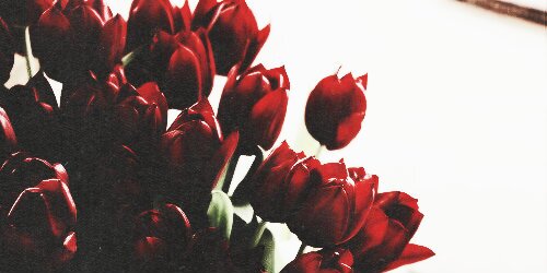 50vanessh's profile banner image