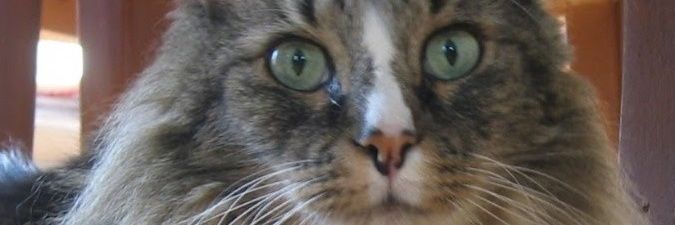 prrosenb's profile banner image