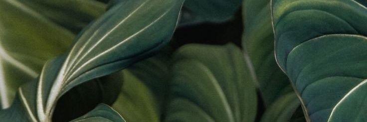 vtnlaila's profile banner image