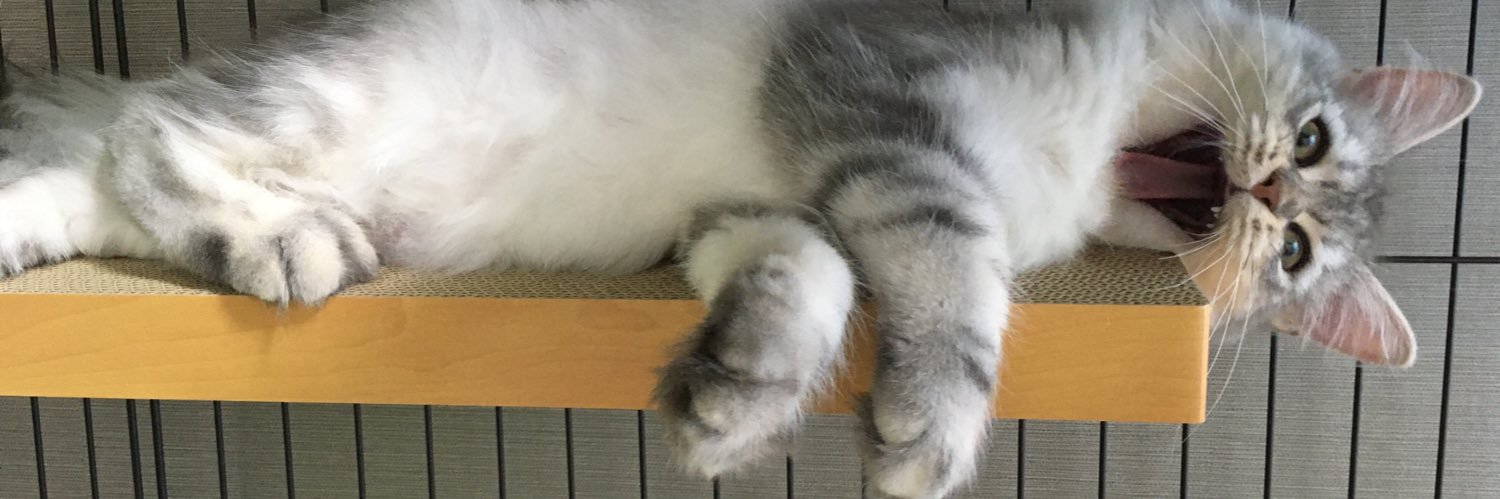 xxpakoxx's profile banner image