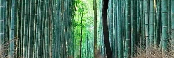 BenjaminVanga's profile banner image