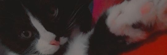 Pinii_Alcober's profile banner image