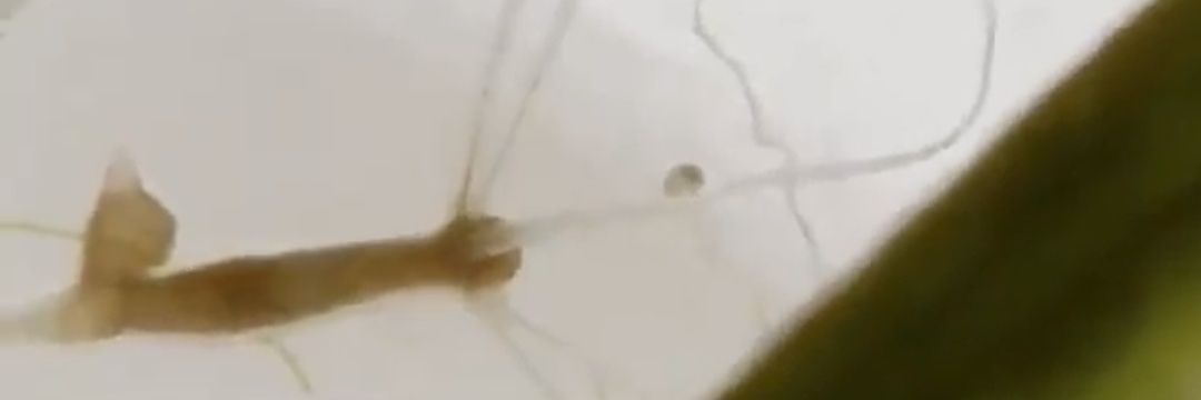BacteriaSAMpler's profile banner image