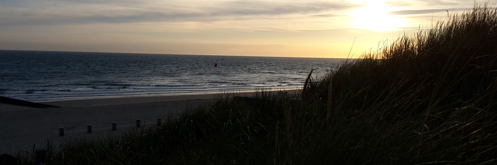 TomdePig 🐷 banner