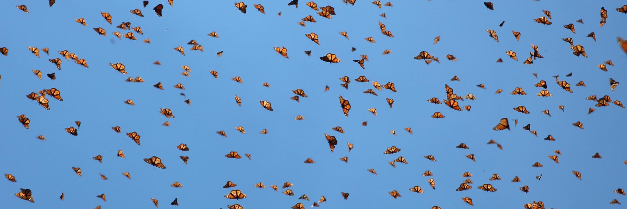 Animal Embassy banner