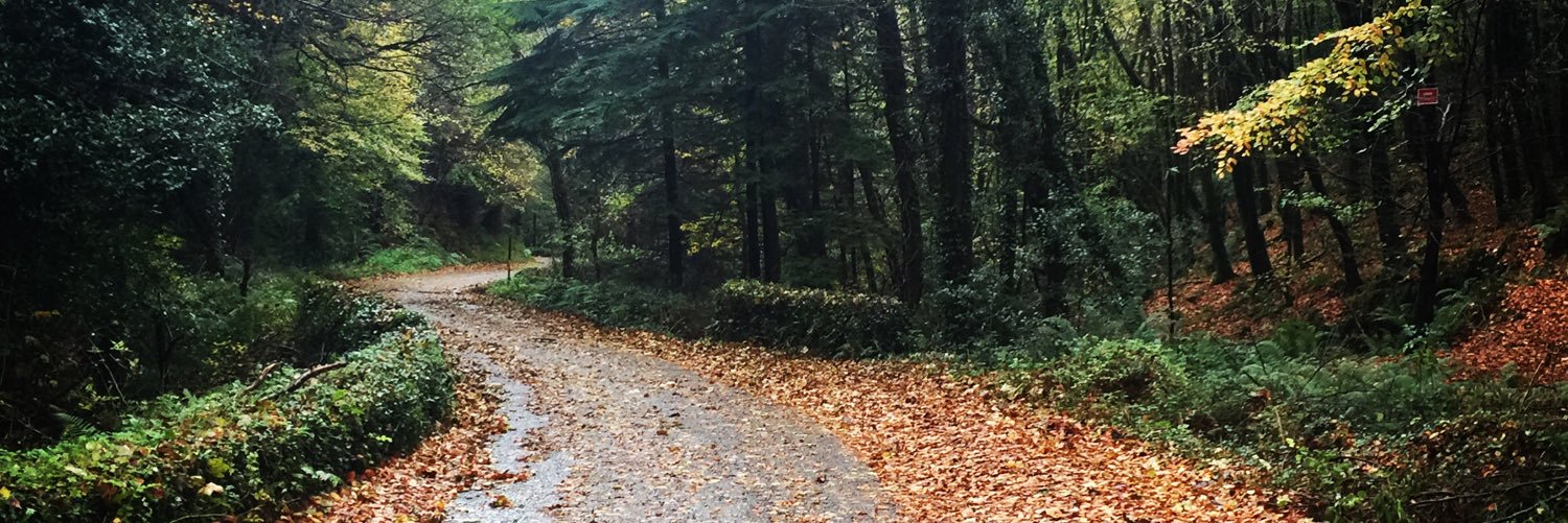 Stephen Lynch banner