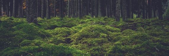 wildfIowerwitch's profile banner image