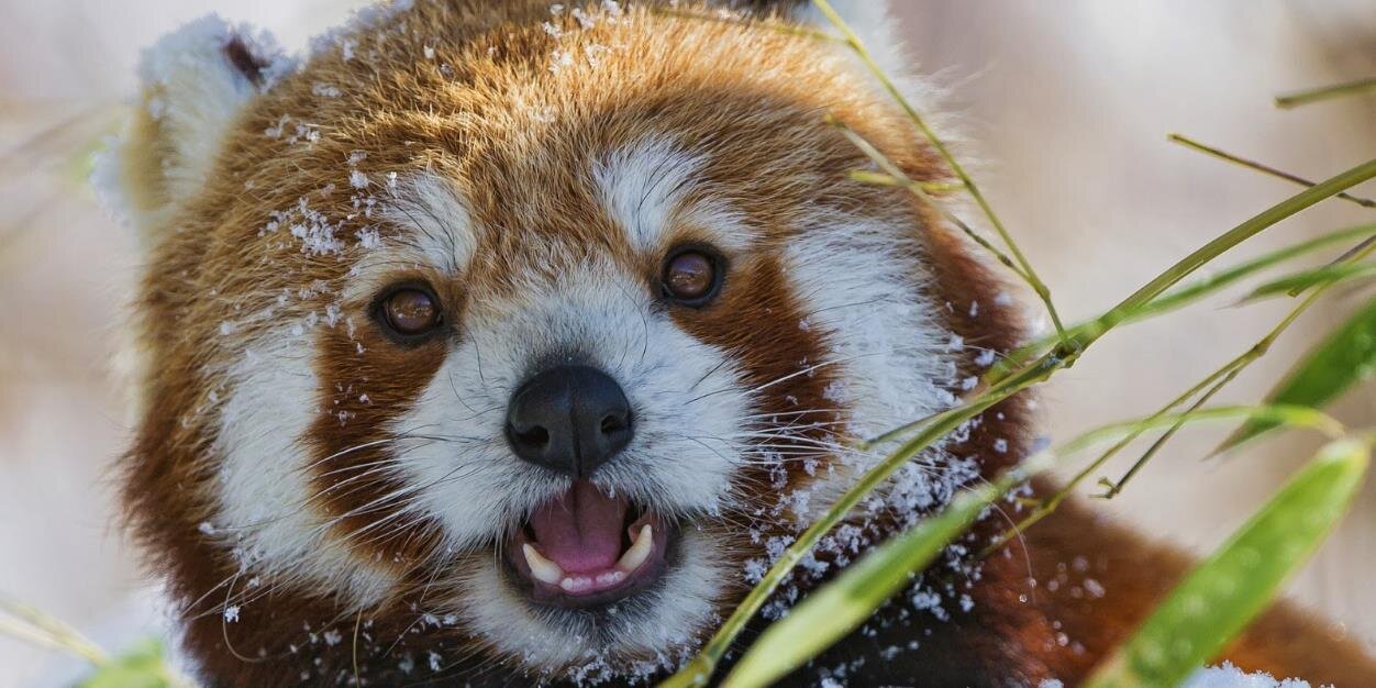 redpandaemily's profile banner image