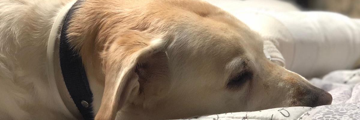 NowItsRovan's profile banner image