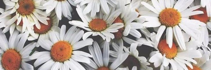 Alisverde's profile banner image
