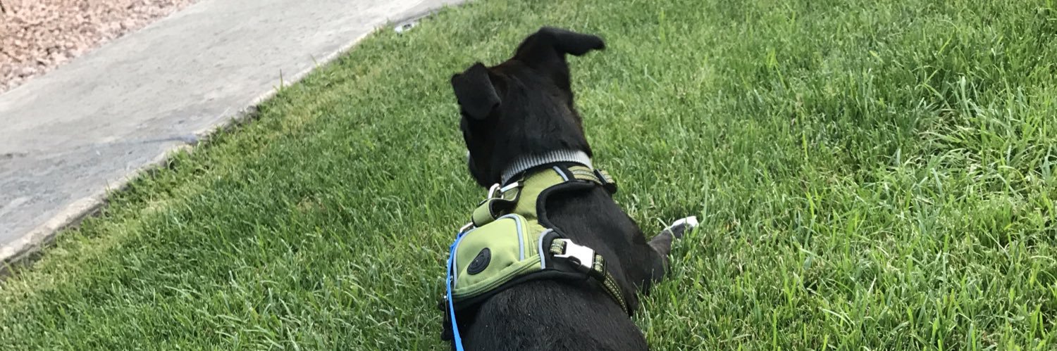 Bekksfromtex's profile banner image