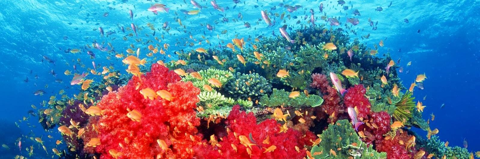 MarineBio3 banner
