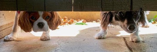 Sarah Mellinger banner