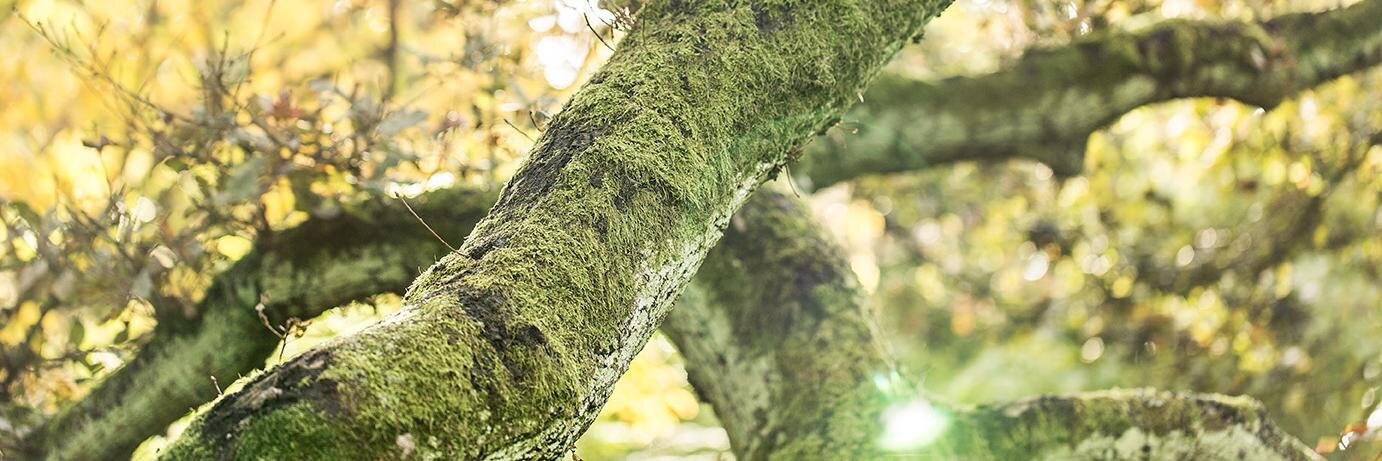 Mielcke's profile banner image