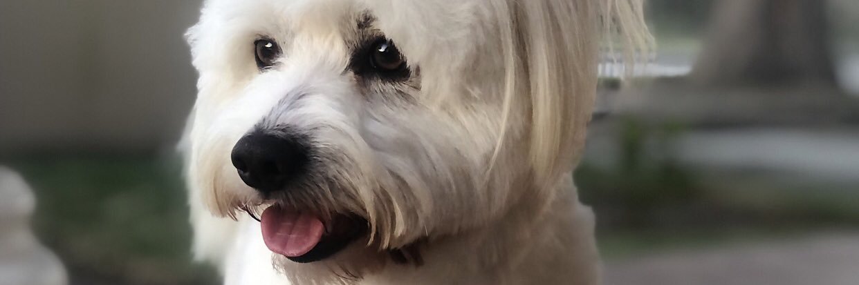 ThandiNtsabo's profile banner image