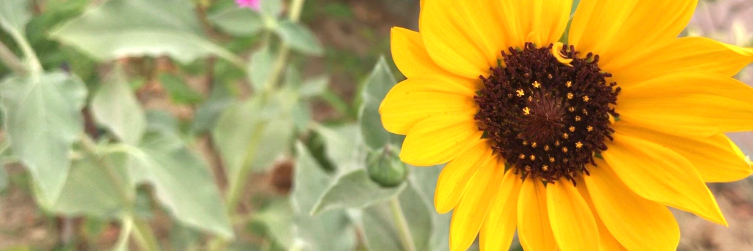 NehaaIrfan's profile banner image