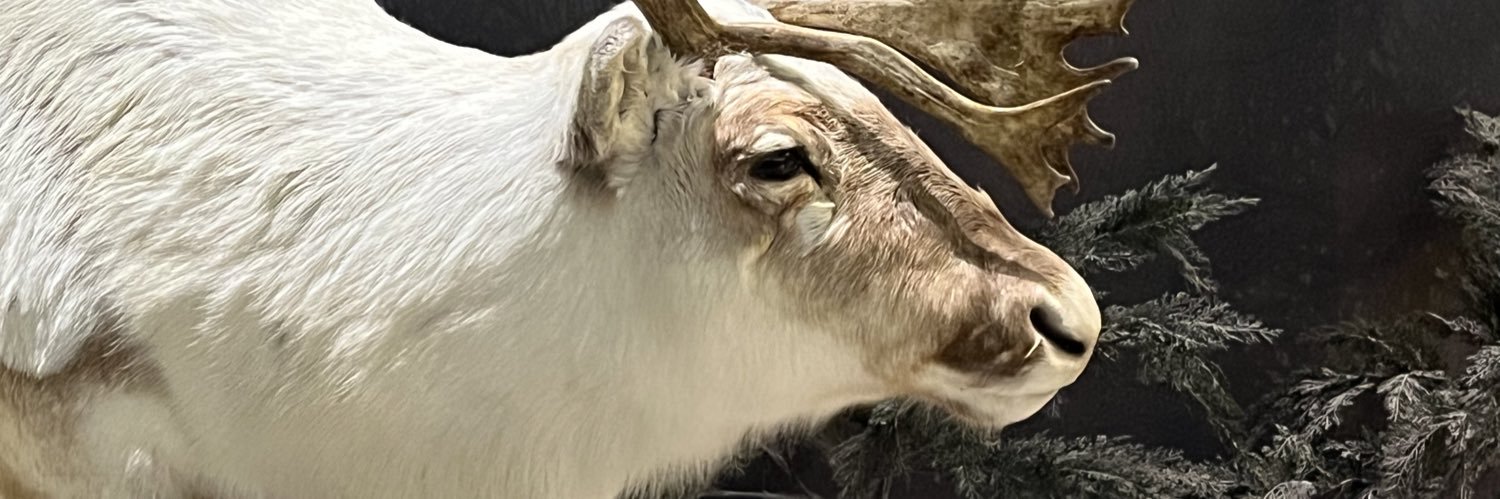 Caribouink's profile banner image