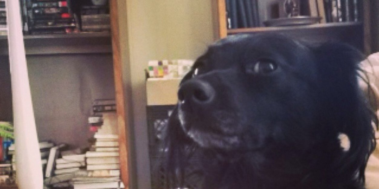 MollybDog's profile banner image