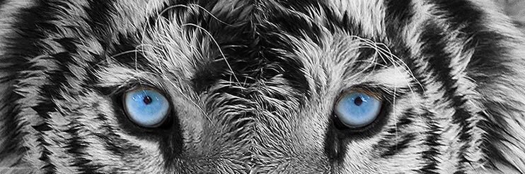 Caglayucelll's profile banner image