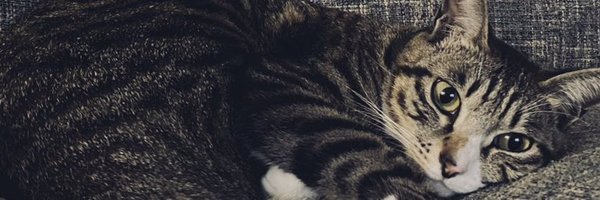 hiyonuko Profile Banner