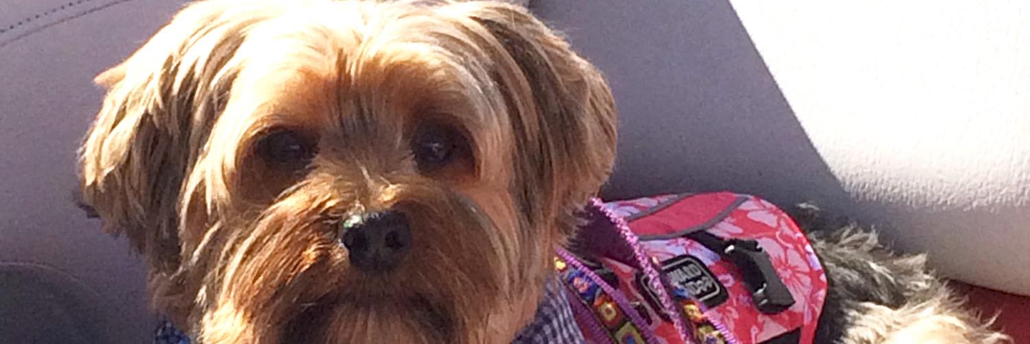 Michele Spillane 🇺🇸🇺🇦🇨🇦 banner